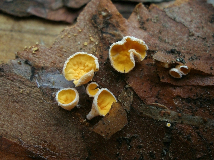 Грибы аскомицеты