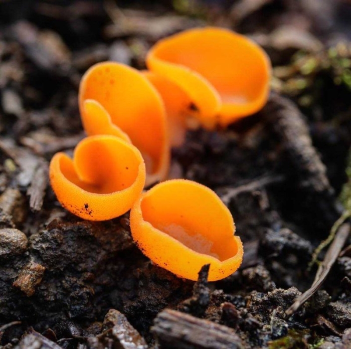 Алеврия оранжевая грибы
