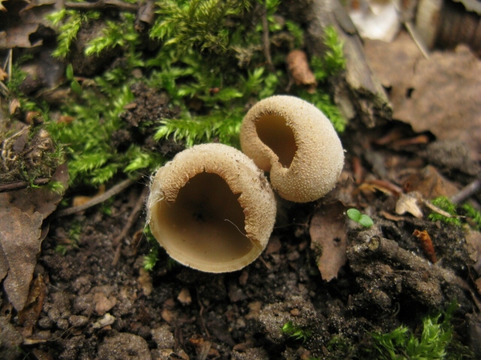 Тарзетта бочковидная