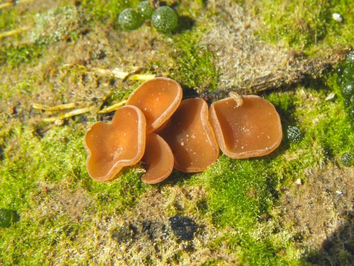 Гриб аурикулярия уховидная