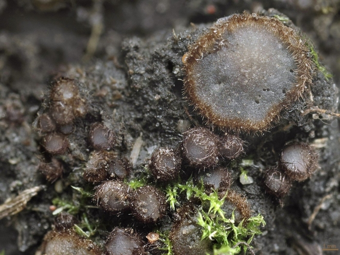 Бокальчик навозный cyathus stercoreus