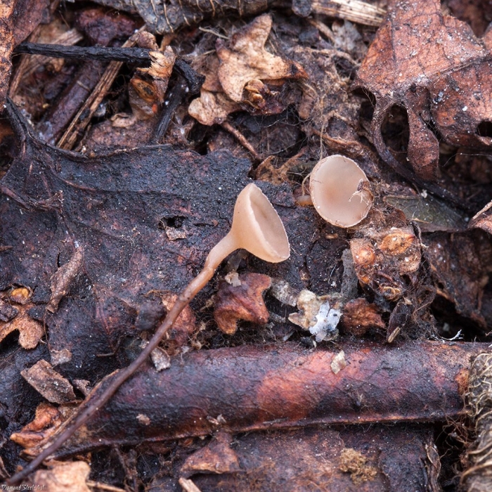 Цибория гриб