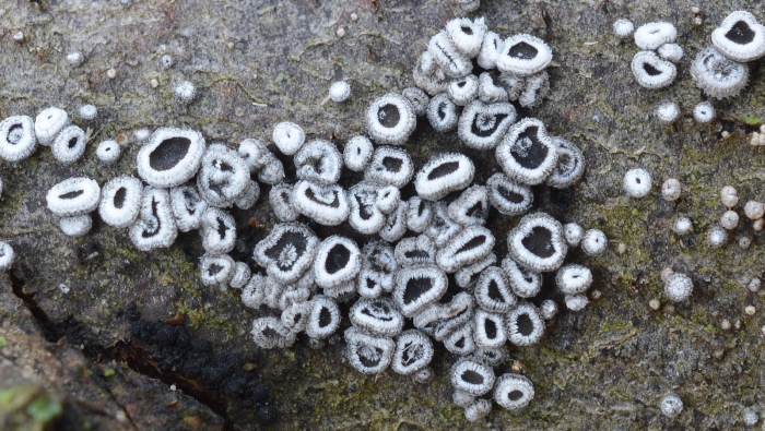 Lecanora allophana