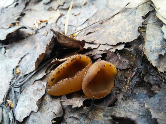 Съедобные грибы пермского края