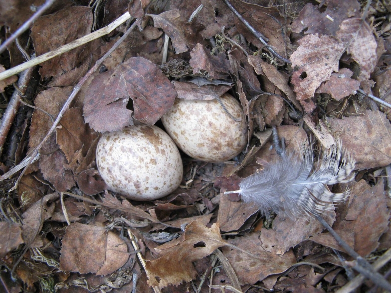 Вальдшнеп птица яйца