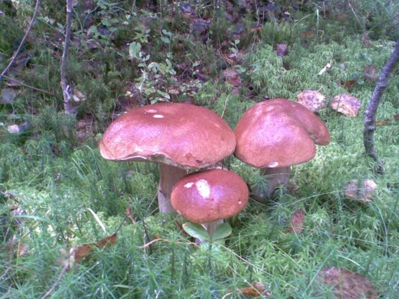 Гриб рябчик съедобный