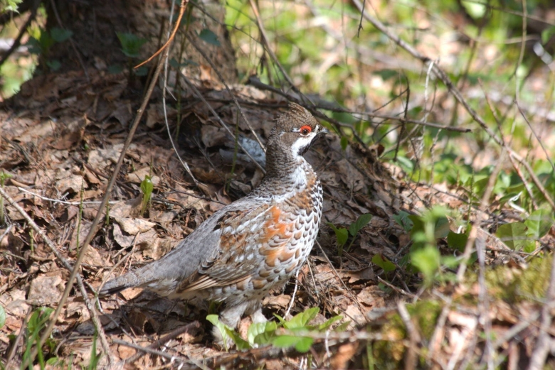 Рябчик Северцова птица