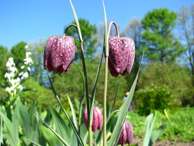 Рябчик шахматный акварель