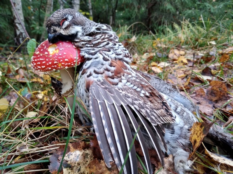 Пинега рябчики