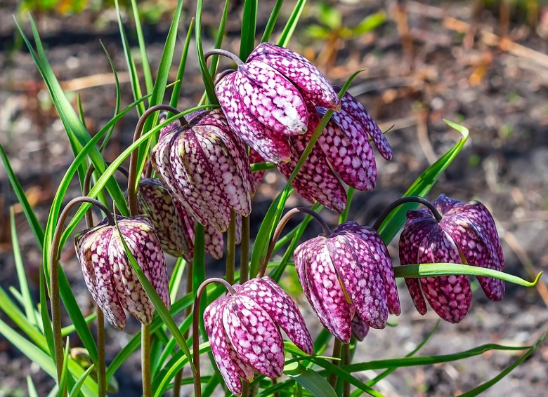 Фритиллярия meleagris голубой