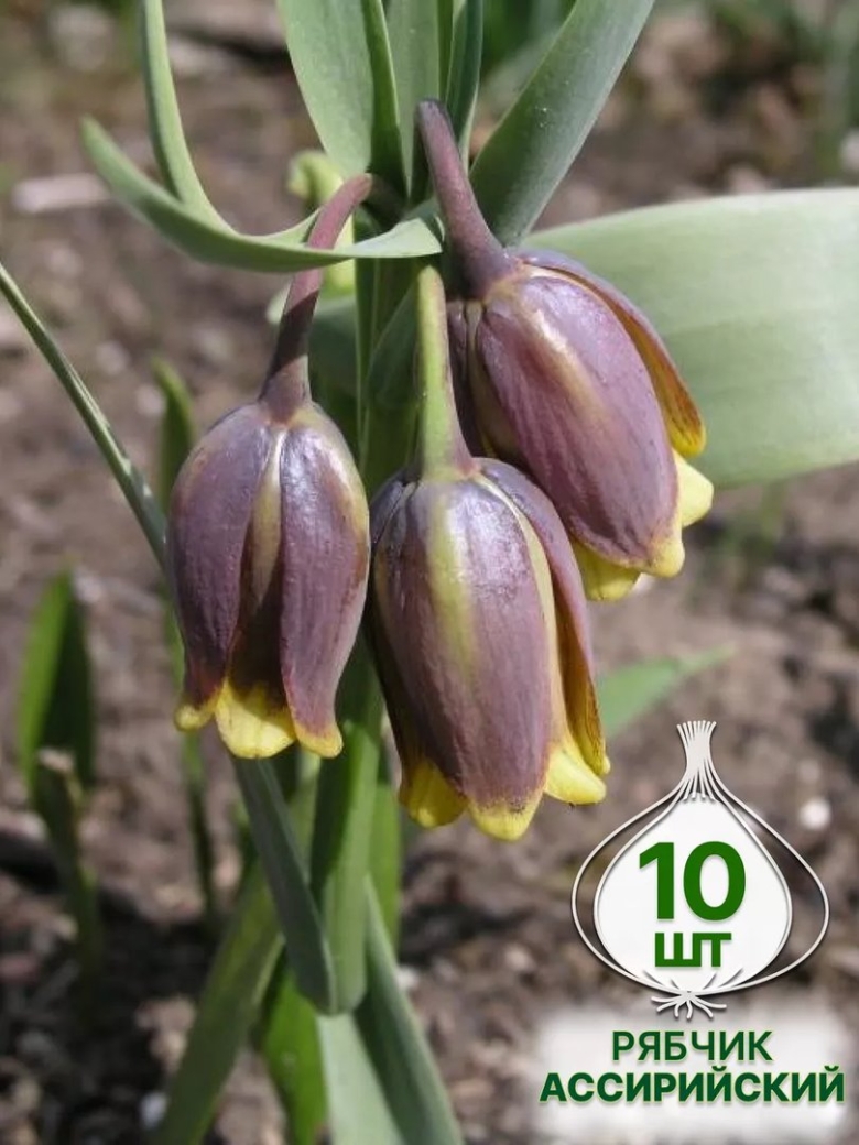 Michailovsky фритиллярия