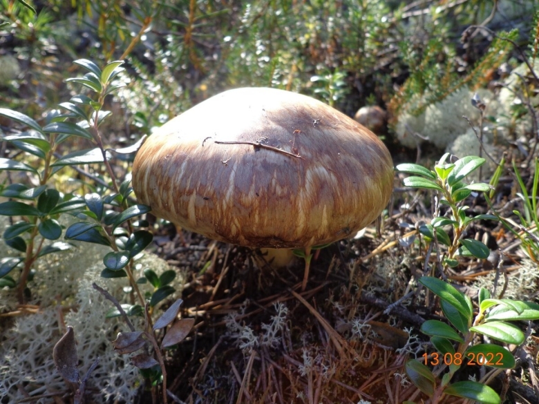 Гриб tricholoma matsutake
