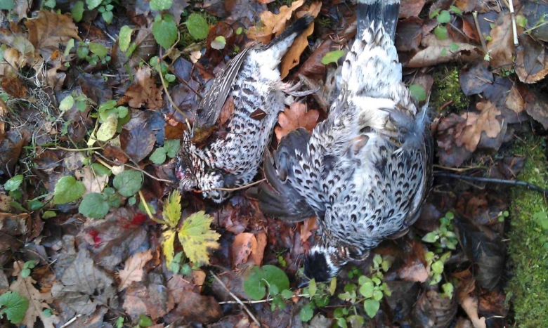 Рябчик отличие самца от самки