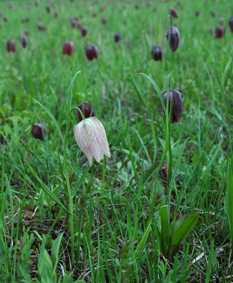 Рябчик шахматный