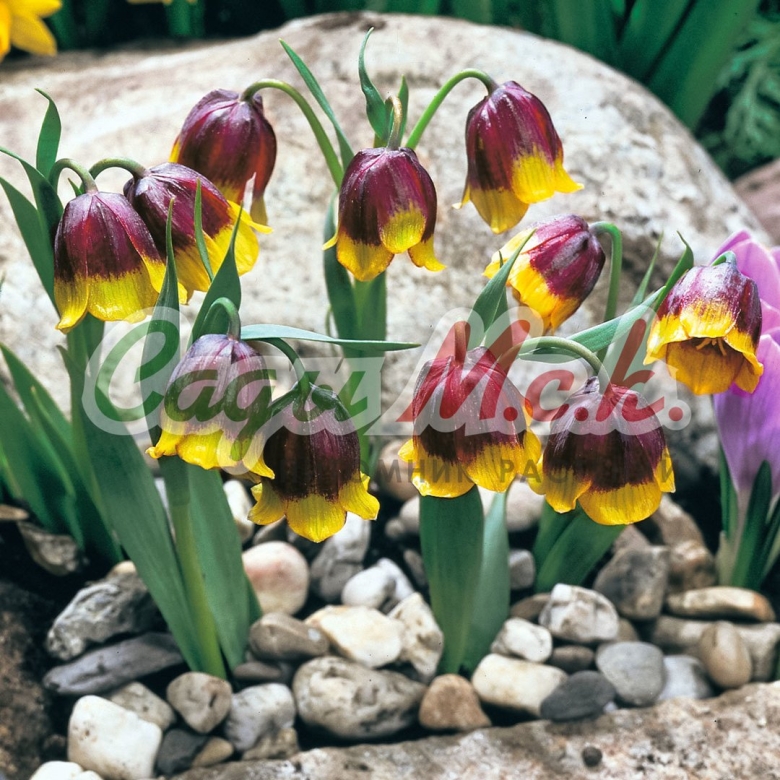 Фритиллярия michailovskyi