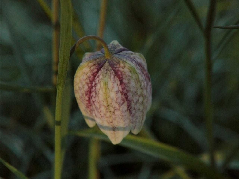 Рябчик мелеагрис альба