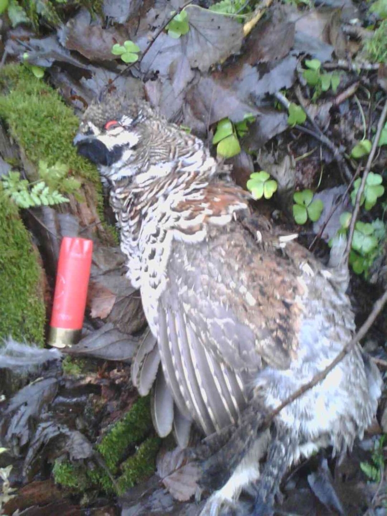 Любимая пища рябчика