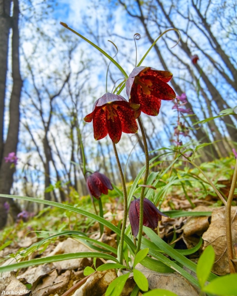 Картинки хохла тки и ветренницы