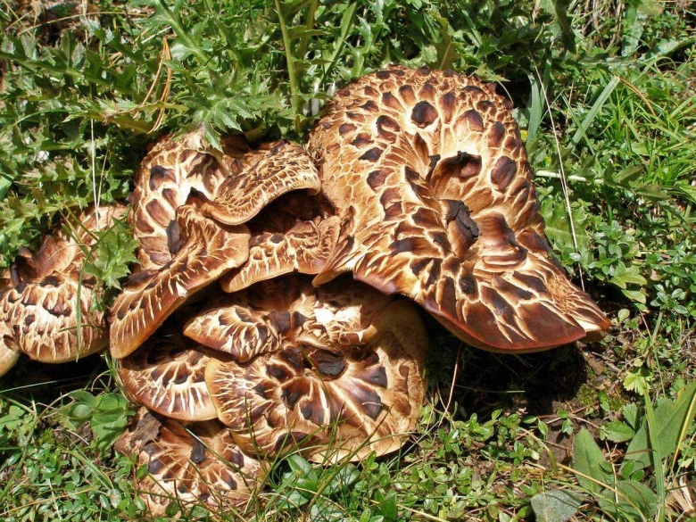 Гриб ежовик черепитчатый