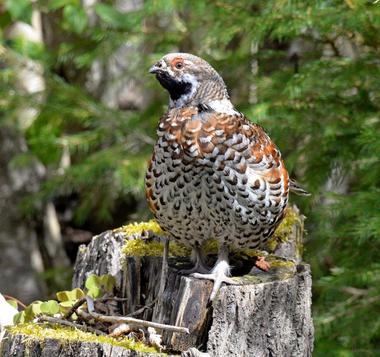 Рябчик крапчатый