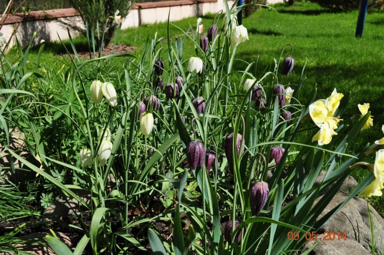 Рябчик Ува Вульпис