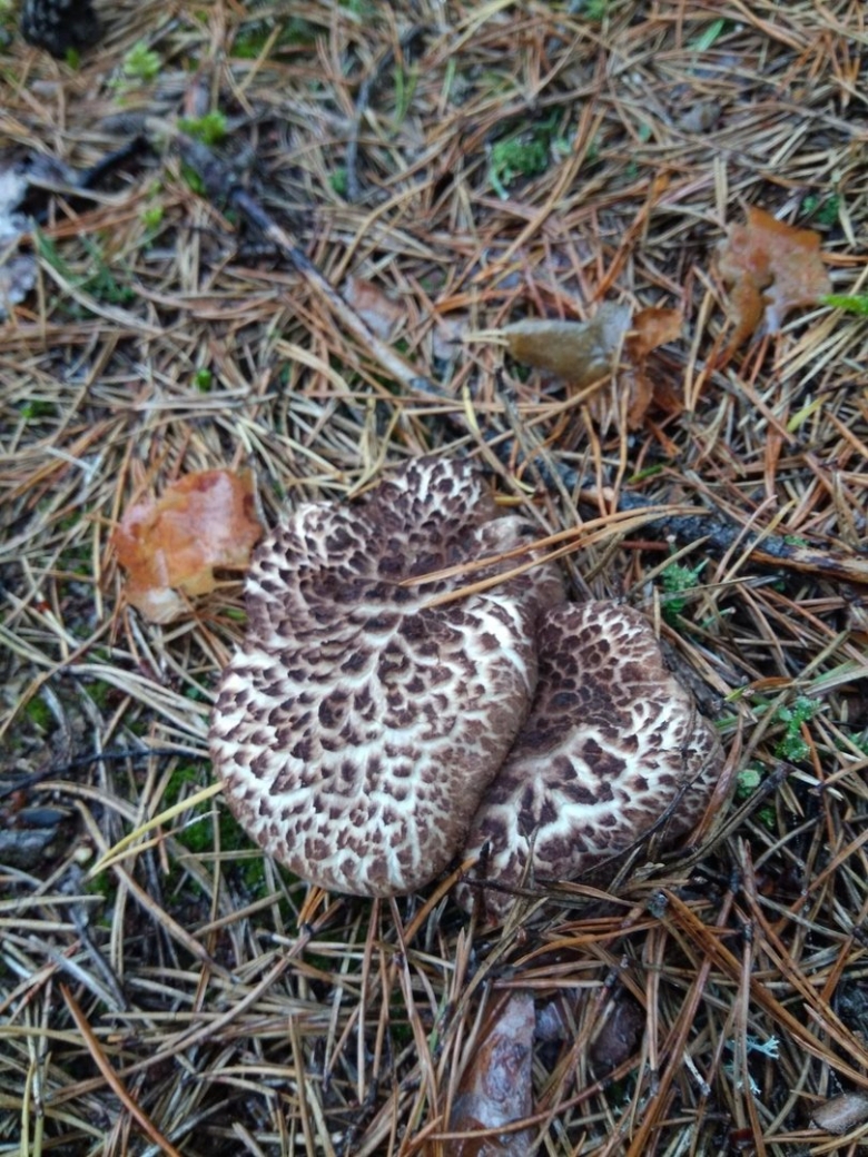 Ежовик черепитчатый