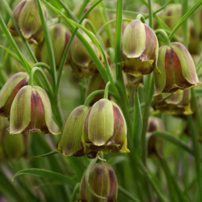 Рябчик иглолепестный Fritillaria acmopetala