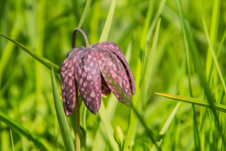 Рябчик шахматный альба