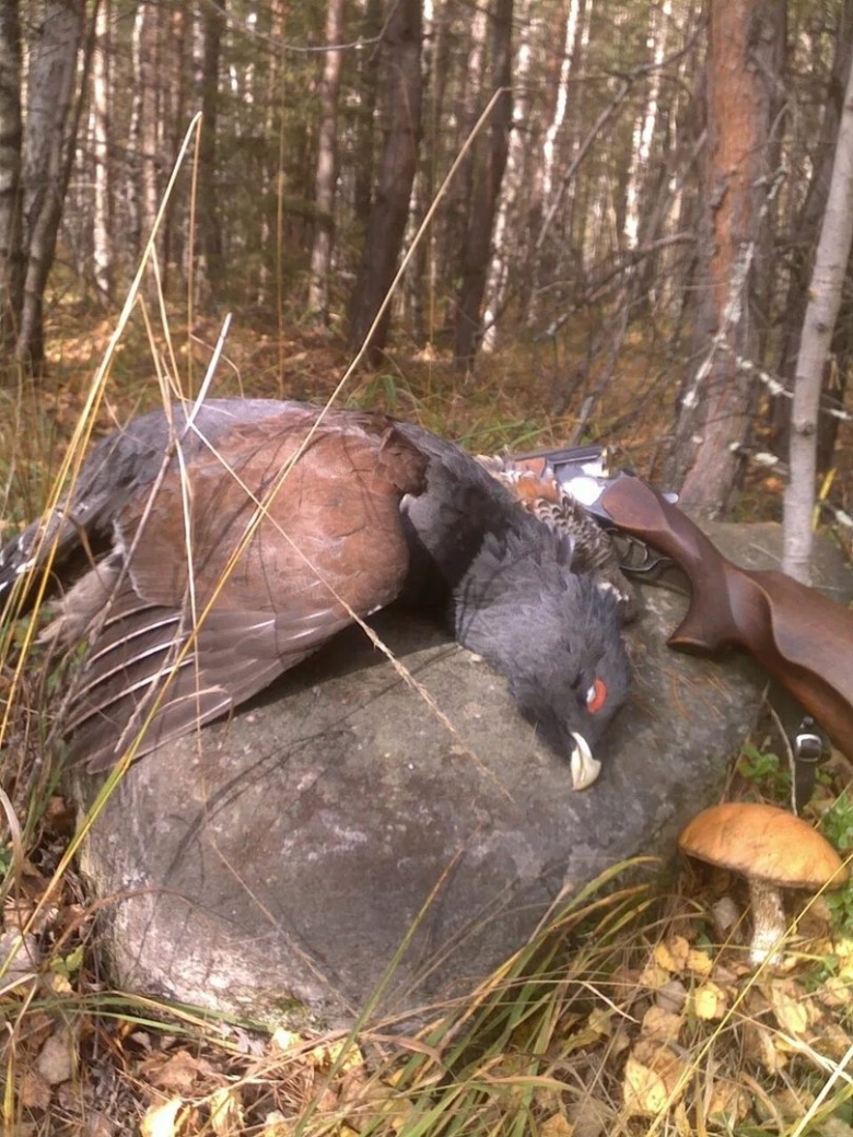 Гриб Глухарь