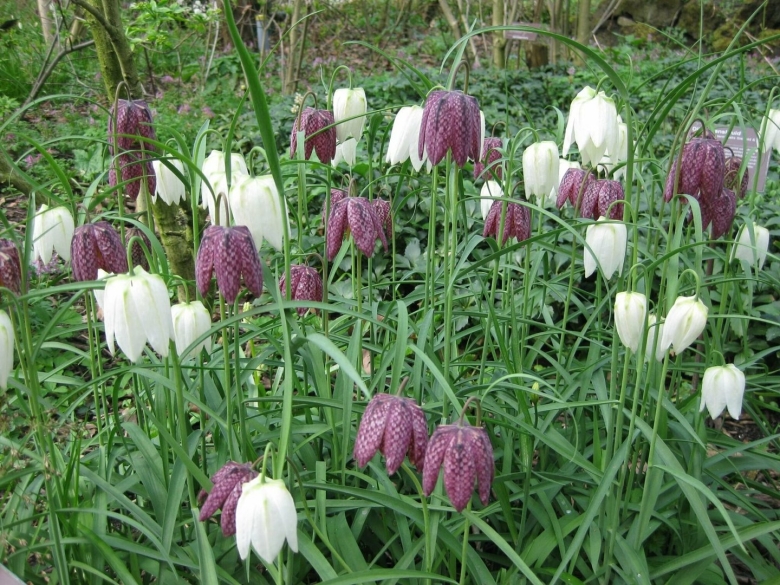 Рябчик шахматный fritillaria meleagris