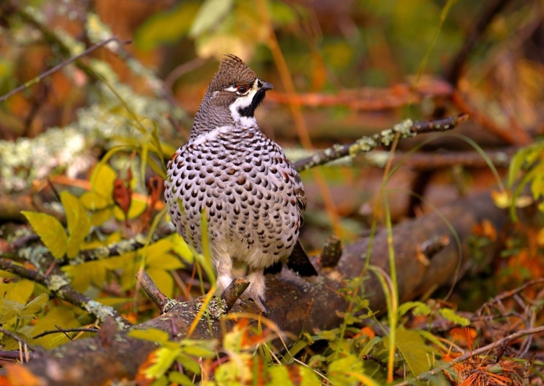 Рябчик tetrastes bonasia