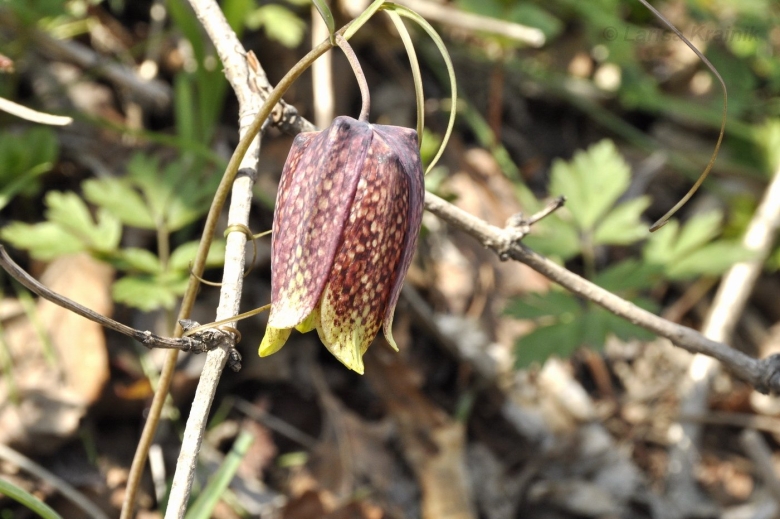 Рябчик шахматовидный fritillaria meleagroides