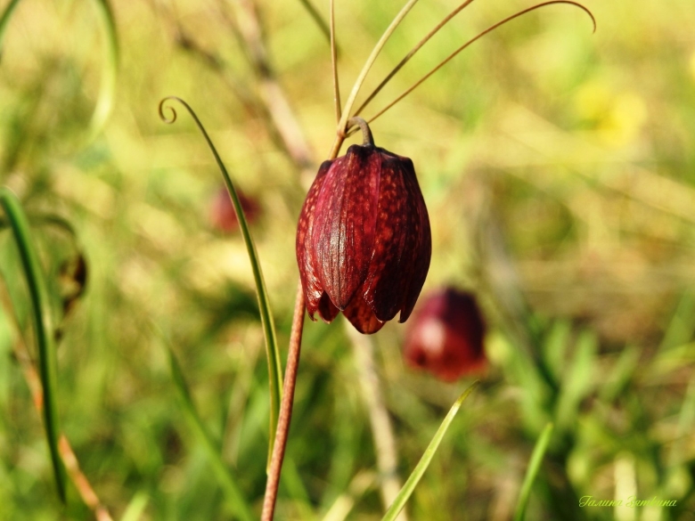 Fritillaria ruthenica