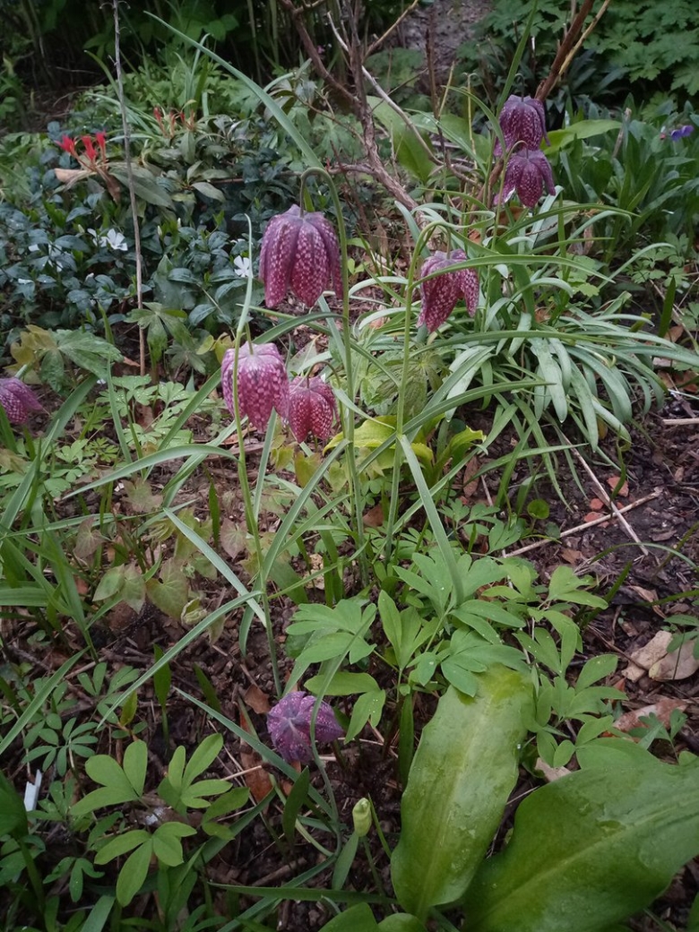 Рябчик (фритиллярия) мелеагрис