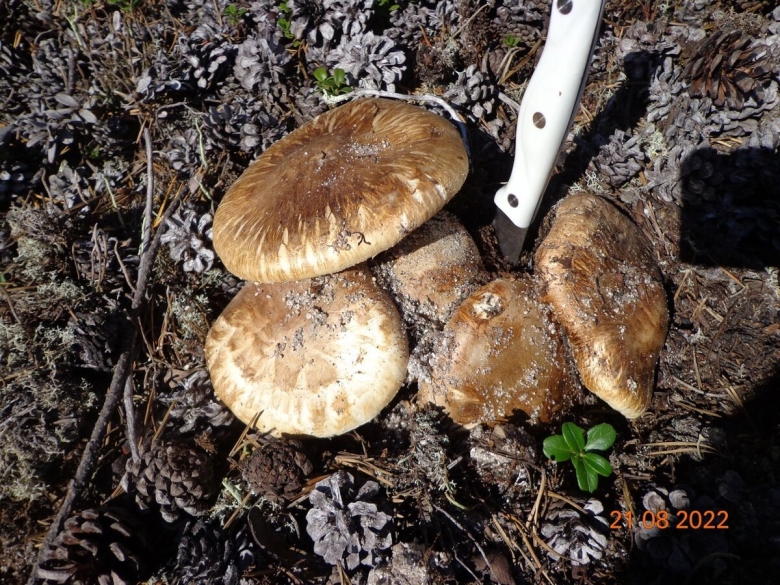 Гриб мацутаке