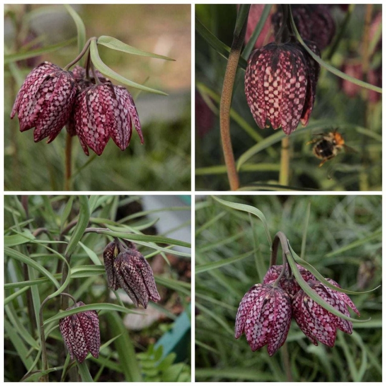 Рябчик шахматный fritillaria meleagris