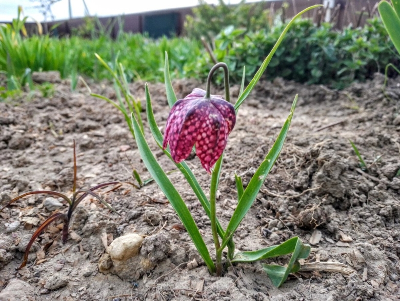 Рябчик шахматный альба