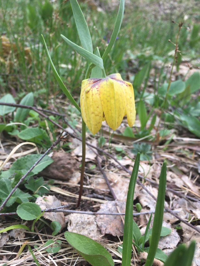 Рябчик (fritillaria)