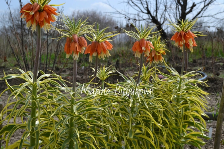 Рябчик aureomarginata