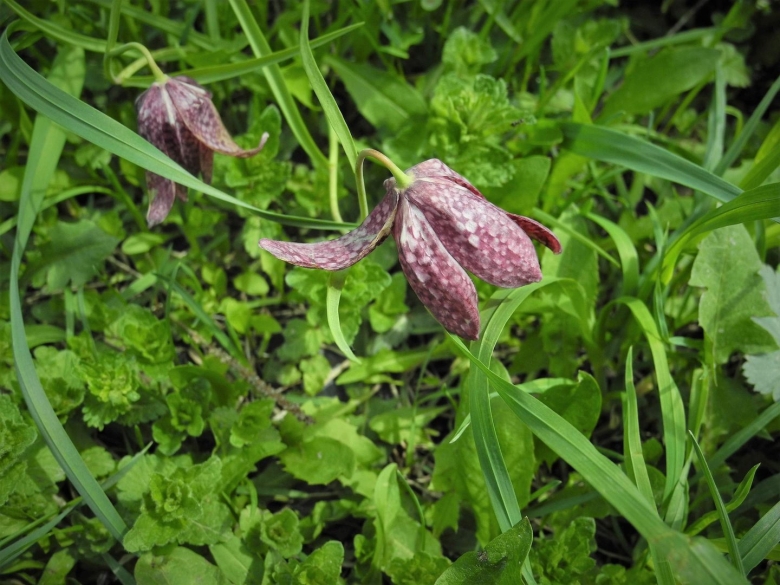 Обыкновенный рябчик