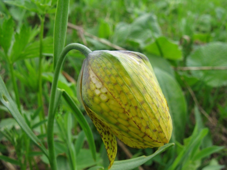 Рябчик ужовниколистнвй