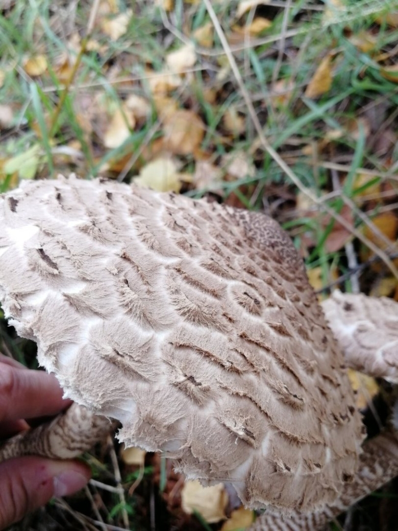 Зонтик пёстрый Macrolepiota procera