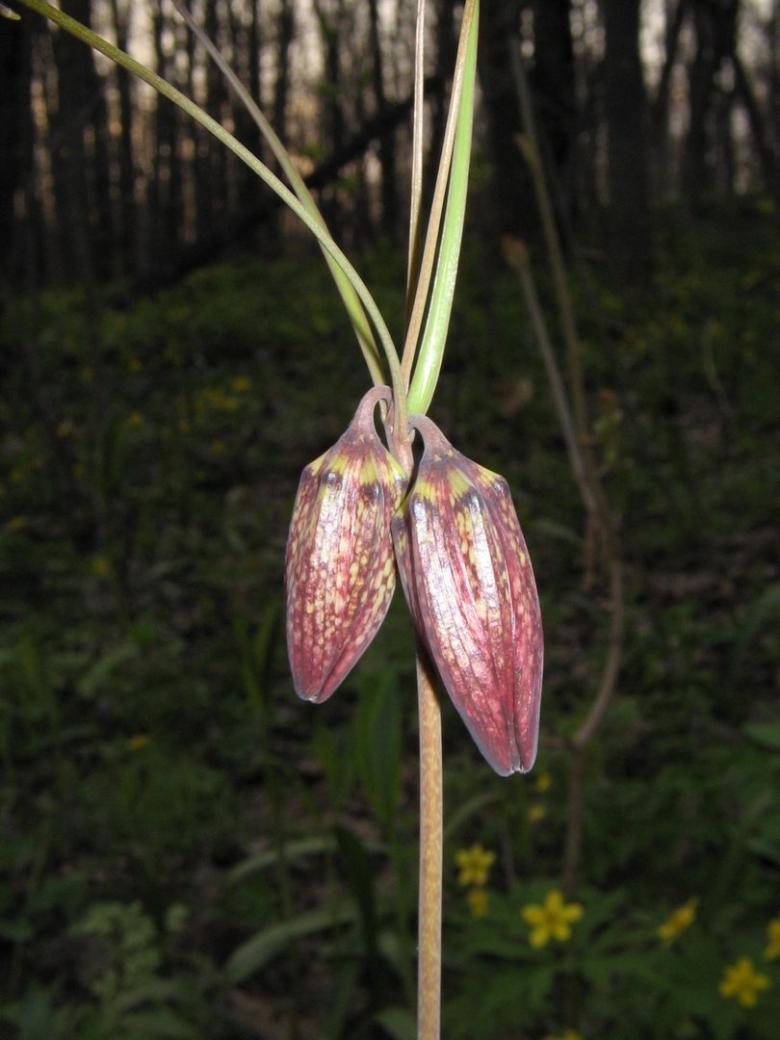 Рябчик шахматный