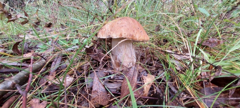 Лес с грибами