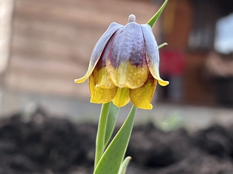 Рябчик императорский фритиллярия