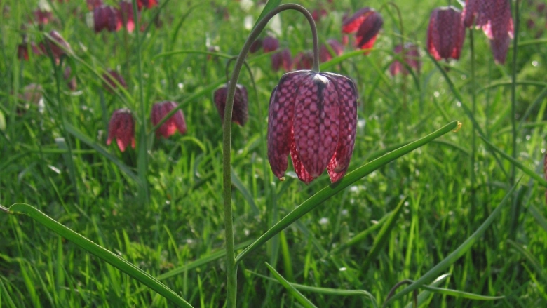 Цветок императорский рябчик