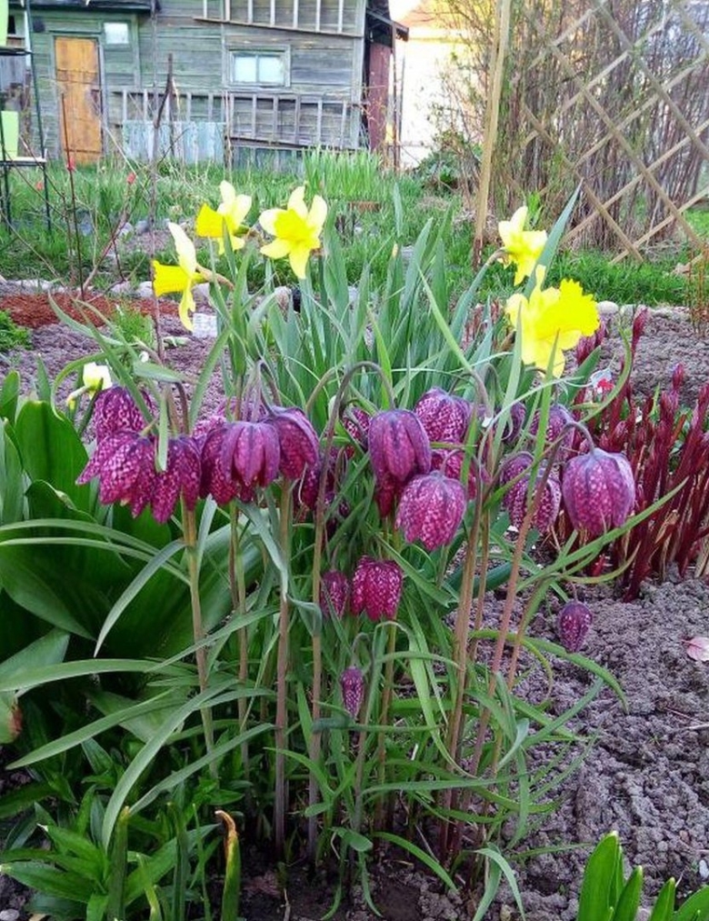 Рябчик императорский (фритиллярия)