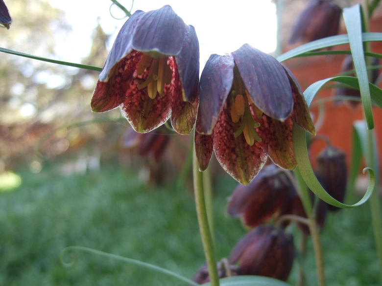 Fritillaria ruthenica