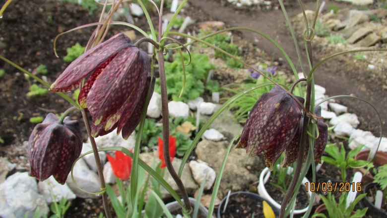 Растение рябчик