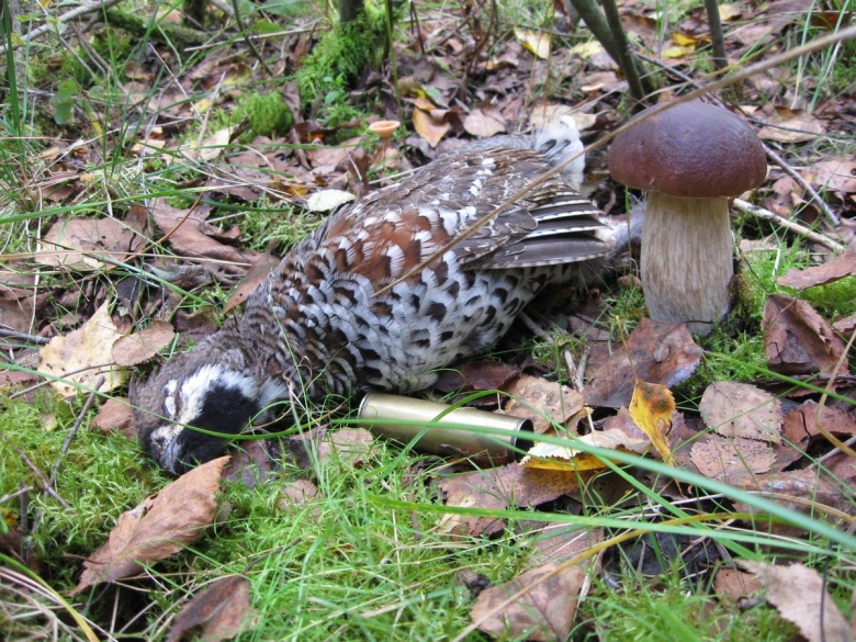 Яйца рябчика фото